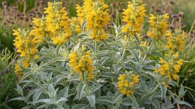 Jerusalem Sage