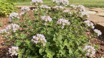 Greek Oregano