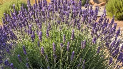 English Lavender