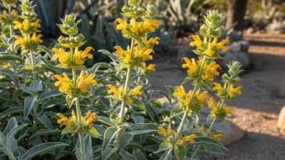 Jerusalem Sage