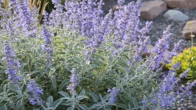 Russian Sage