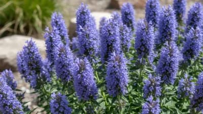 Hyssop