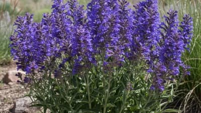 Penstemon