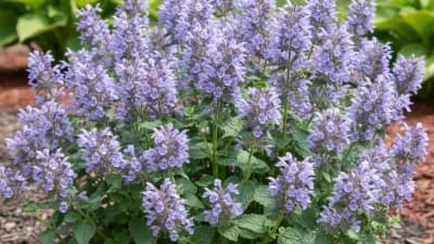 Catmint