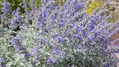 Russian Sage