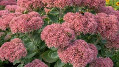 Sedum