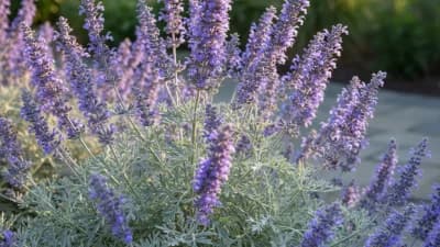 Russian Sage