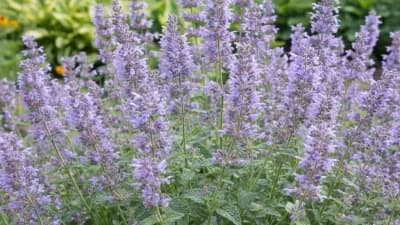 Catmint