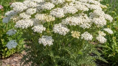 Yarrow