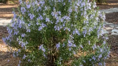 Rosemary (Select Varieties)