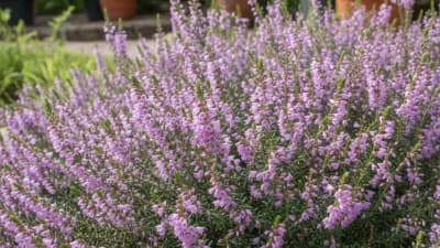 Mexican Heather
