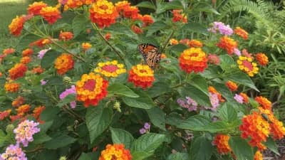 Lantana