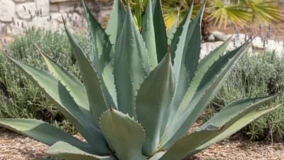 Agave
