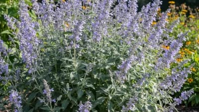 Russian Sage