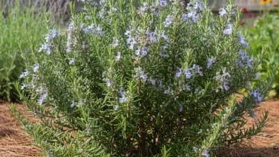 Rosemary (Arp Variety)
