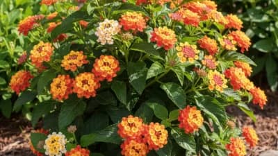 Lantana
