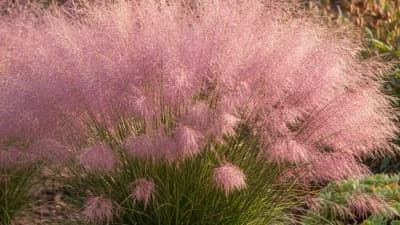 Muhly Grass