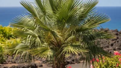 Mediterranean Fan Palm