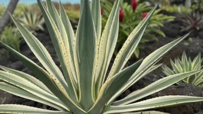 Agave