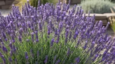 Munstead Lavender