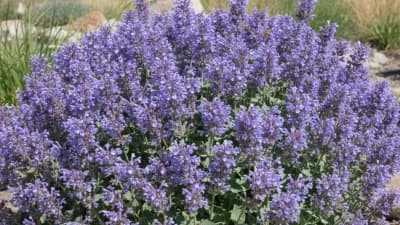 Catmint