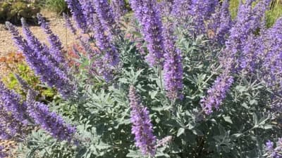 Russian Sage