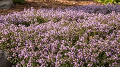 Creeping Thyme