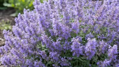 Catmint