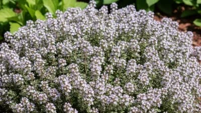 Thyme