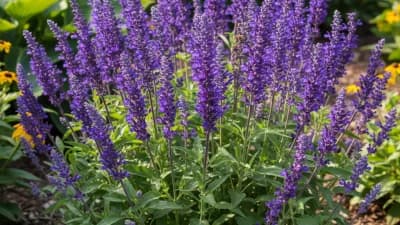 Perennial Salvia