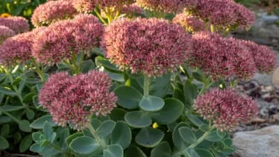Sedum