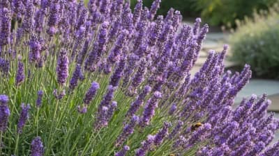 English Lavender