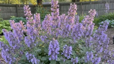 Catmint