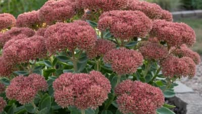 Autumn Sedum