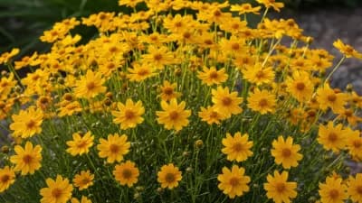 Coreopsis