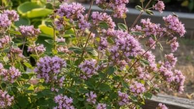 Ornamental Oregano