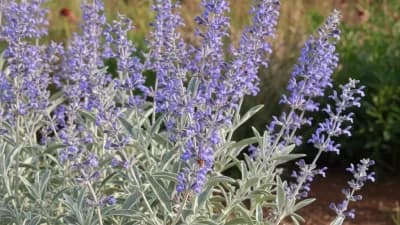 Russian Sage