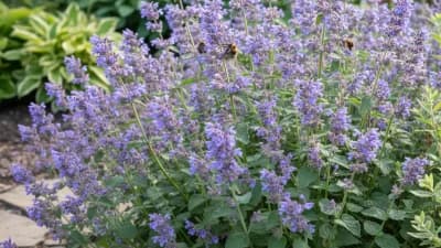 Catmint