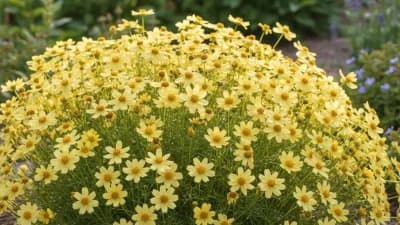 Moonbeam Coreopsis