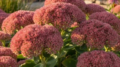 Autumn Joy Sedum