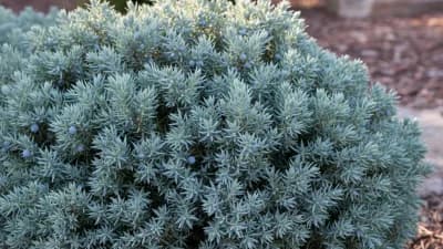 Blue Star Juniper