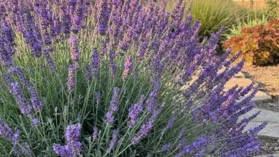 English Lavender