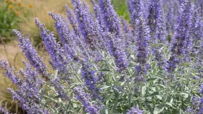 Russian Sage