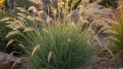 Blue Grama Grass