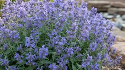 Catmint