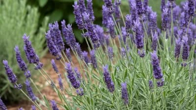 Phenomenal Lavender