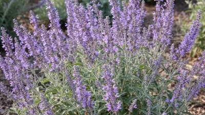 Russian Sage