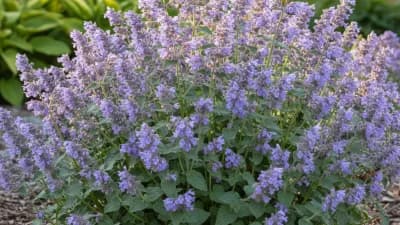 Catmint