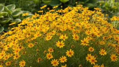 Coreopsis