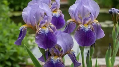 Louisiana Iris